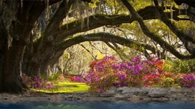 Spring_Charleston_ South Carolina