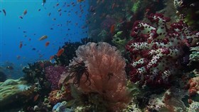 Our_Oceans_Corel_Reefs