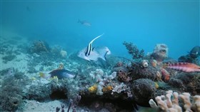 Nice_Reef_Fish
