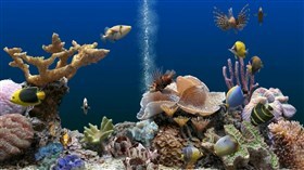 Saltwater_Aquarium_Fish