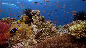 Fiji_Reefscape