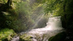 Forest_Creek_Small_Waterfall