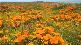 Poppies_In_The_Wind