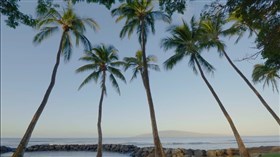 4K_Nice_Hawaii_Ocean_Palms