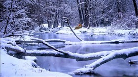 Snowy Creek Fox