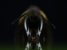 Angry_Bee
