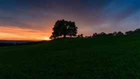 Lone_Oak_Tree