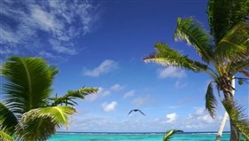 Ocean_Palms
