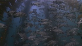 Many_Fishes