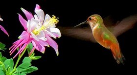 Allen's Hummingbird