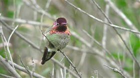 Anna's Hummingdird 2