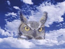 owl_repaired