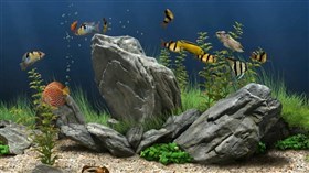 Aquarium Fish Tank