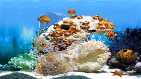 White Coral