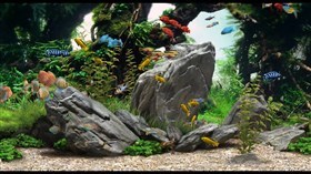 4K HD Aquarium X 2pk
