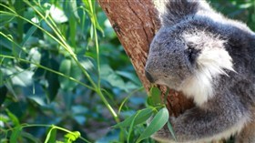 Koala Bear