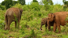 Elephants
