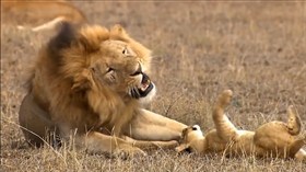 Playful Lion