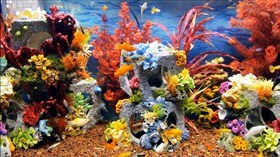 Colorful Aquarium