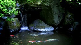 Koi Fish Pond