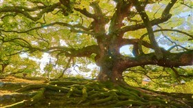 Green Tree
