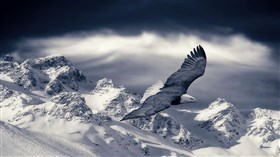 Winter Eagle 4K