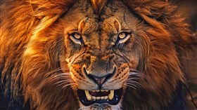 4K Lion King