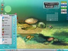 Birth of the Sea turtles