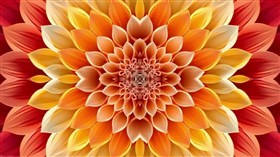 pascal petals