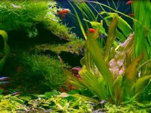 freshwater tank