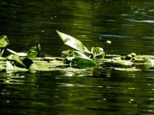 waterlily pond