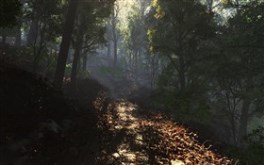 Forest through the trees