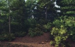 Dance of the Virginia Quail