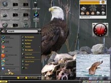 Wy Eagles