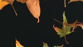 2 Seconds of Leaves falling (slow motion)