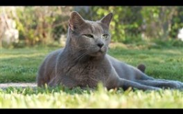 The cat on the grass