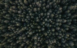 Aerial View of Forest